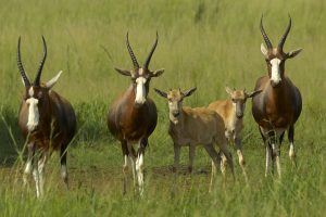 Blesbok-antilope-afrique-du-sud