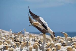 faune-cape-gannet-afrique-du-sud