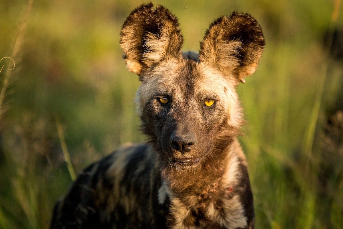 Lycaon Ou Chien Sauvage Afrique Du Sud D couverte