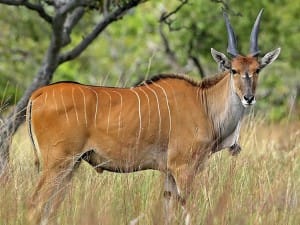 antilope-eland-jeune-afrique-sud-decouverte