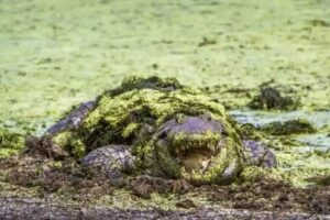 crocodile-du-nil-vase-is-afrique-du-sud-decouverte