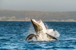 Le grand requin blanc en Afrique du Sud