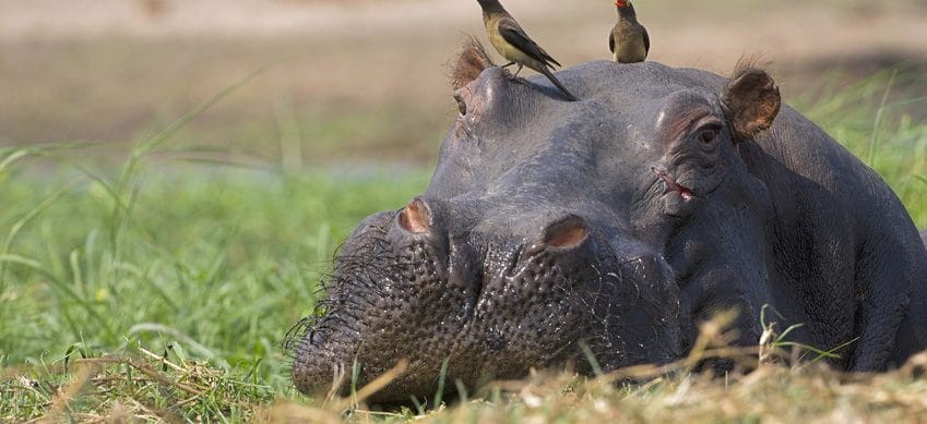 Circuit Afrique du sud - Hippopotame à Santa Lucia