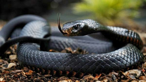 faune-serpent-black-mamba-
