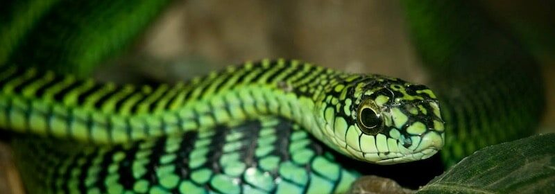 faune-serpent-Dispholidus-typus