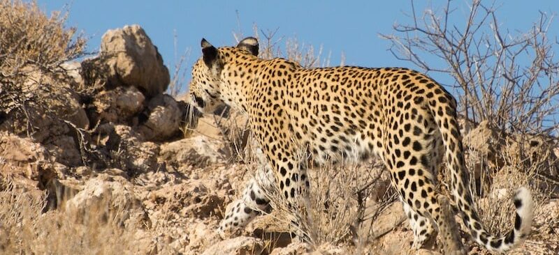 kalahari léopard