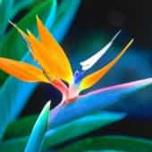 fleur-oiseau-paradis-afrique-du-suddecouverte