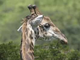 Girafe parc national hluhluwe umfolozi