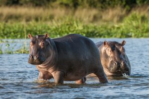 hippopotame-bebe-is-afrique-du-sud-decouverte