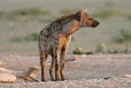Circuit Afrique du sud - Hyene
