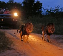 Safari de nuit à Sabie Sands et les lions