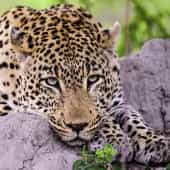 leopard-sabie-sand-is-afrique-sud-decouverte