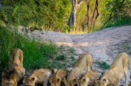 Famille de lions circuit Simba