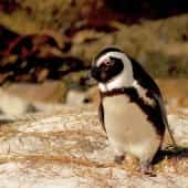 pingouin-boulder-beach-afrique-du-sud-decouverte