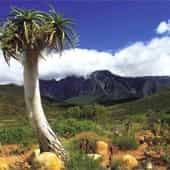plante-cactus-afrique-du-sud-decouverte