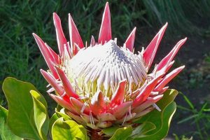 protea-fleur-afrique-du-sud-decouverte