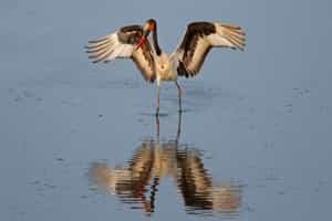 sadle-billed-stork-is-afrique-sud-decouverte