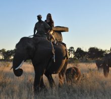 Safari à dos d'éléphant afrique du sud
