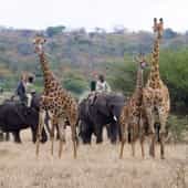 Les safaris à dos d'éléphant pour prendre de la hauteur