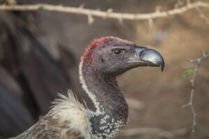 vautour-africain-is-afrique-du-sud-decouverte