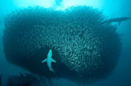 Le sardine run la technique d'intimidation des sardines en Afrique du Sud