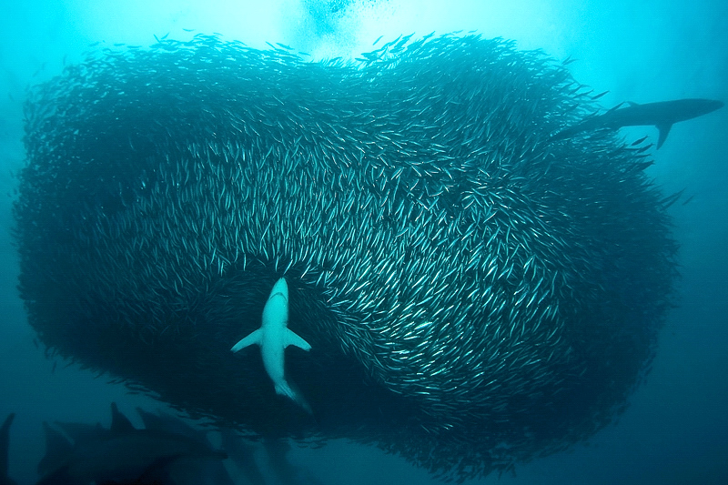 Le sardine run la technique d'intimidation des sardines en Afrique du Sud