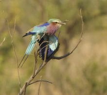 Roller, oiseau symbole du Parc Kruger