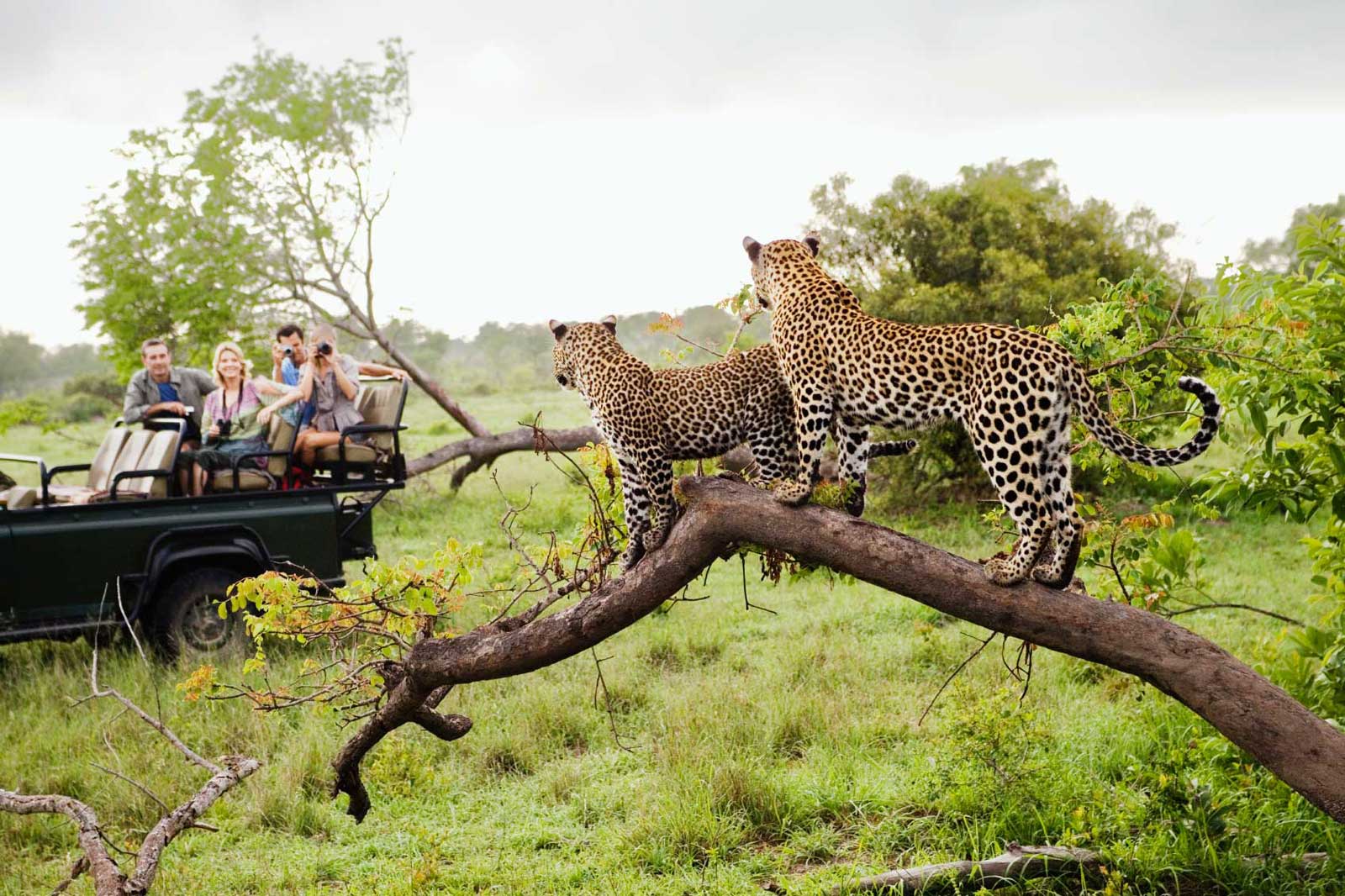 safari parc kruger afrique du sud