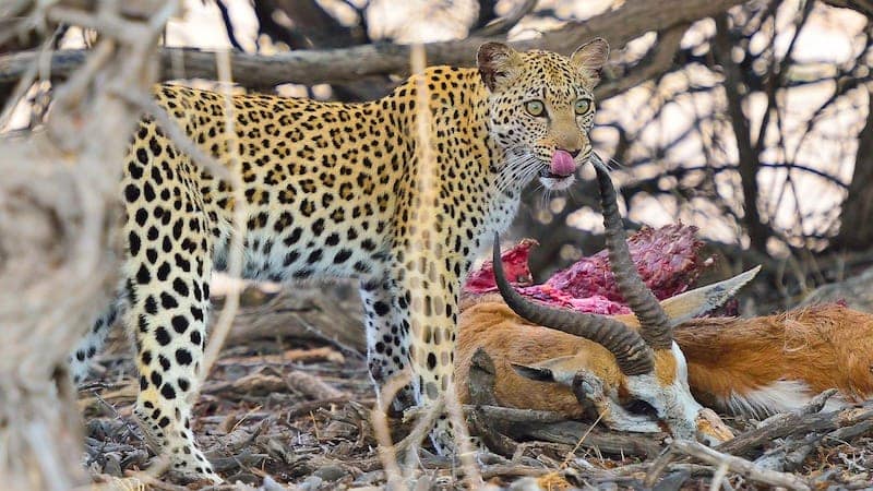 leopard-antilope-science-citoyenne