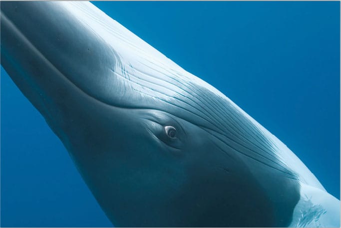 baleine-minke-afrique-du-sud-decouverte