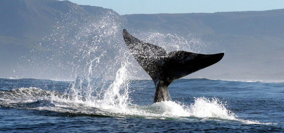 Baleine franche australe queue a Hermanus en Afrique du Sud