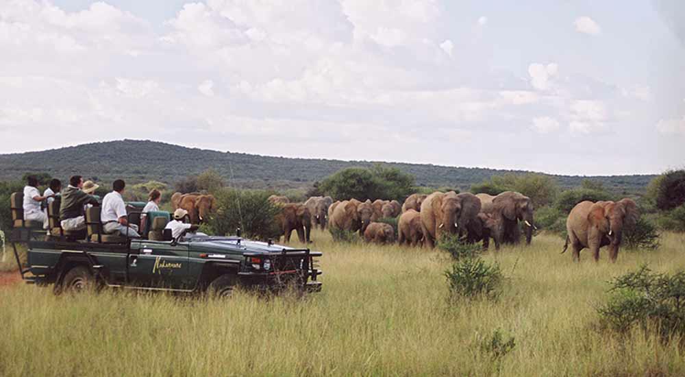 madikwe-elephant-afrique-du-sud-decouverte