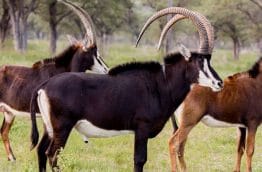 antilope-afrique-du-sud-decouverte