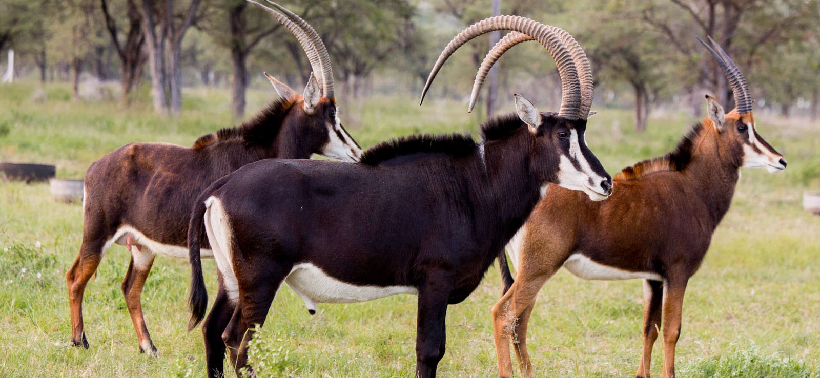 antilope-afrique-du-sud-decouverte