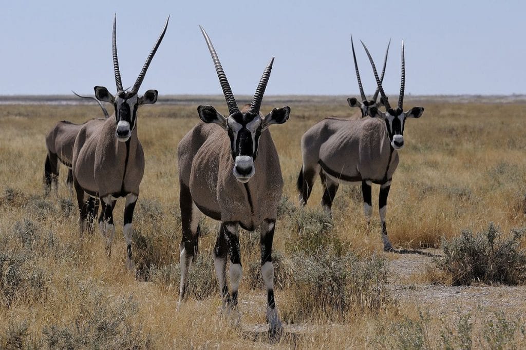 antilope-gemsbok-afrique-du-sud-decouverte-1024x683.jpg