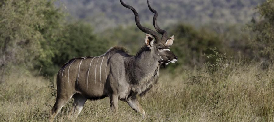 antilope-kudu-afrique-du-sud-decouverte