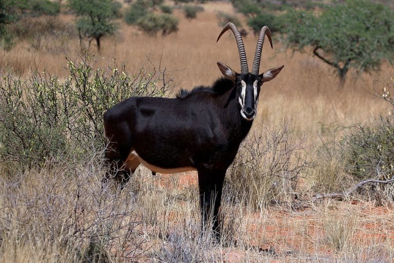 Les 10 espèces d’antilope les plus élégantes d’Afrique du Sud (part 1 ...