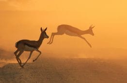 antilope-saut-afrique-du-sud-decouverte