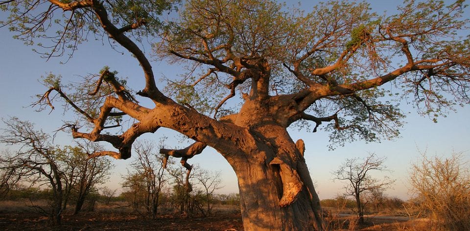 baobabs-afrique-du-sud-decouverte