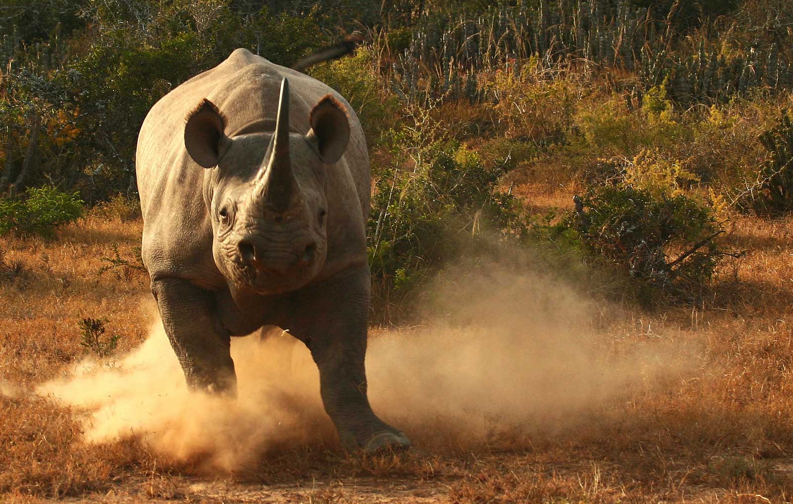 big-seven-rhino-noir-afrique-du-sud-decouverte