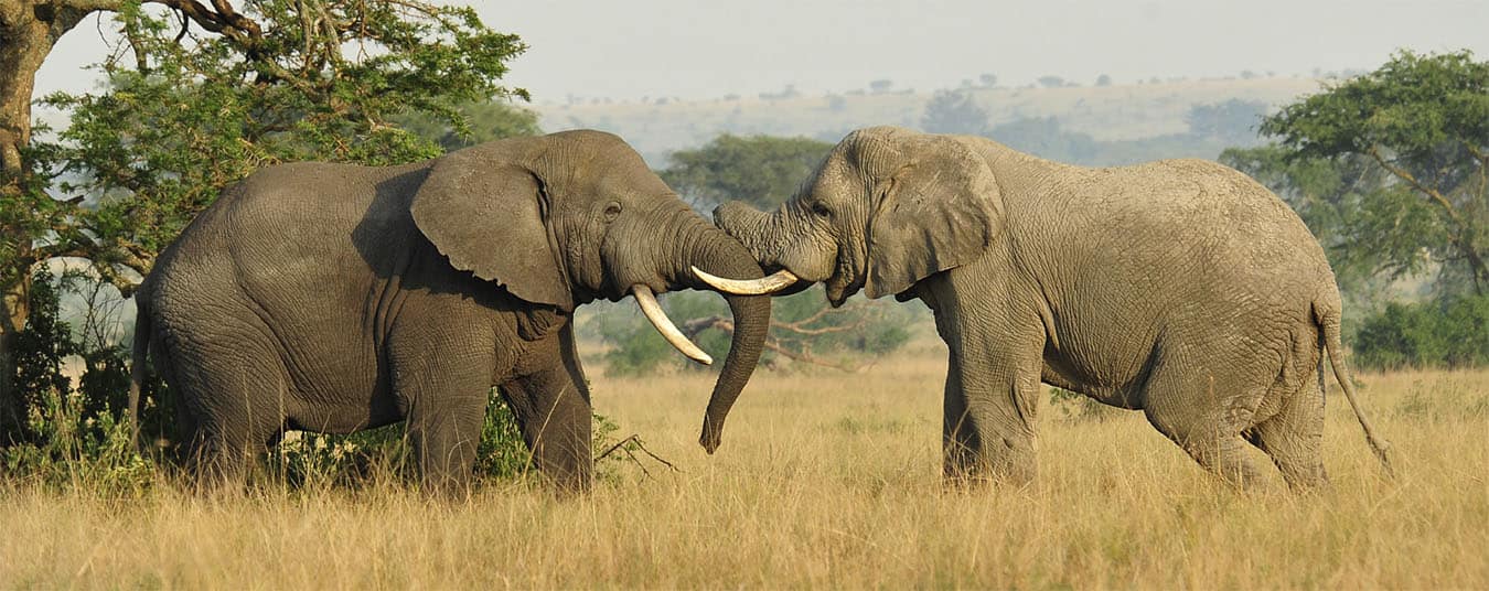 faune-elephant-afrique-du-sud-decouverte