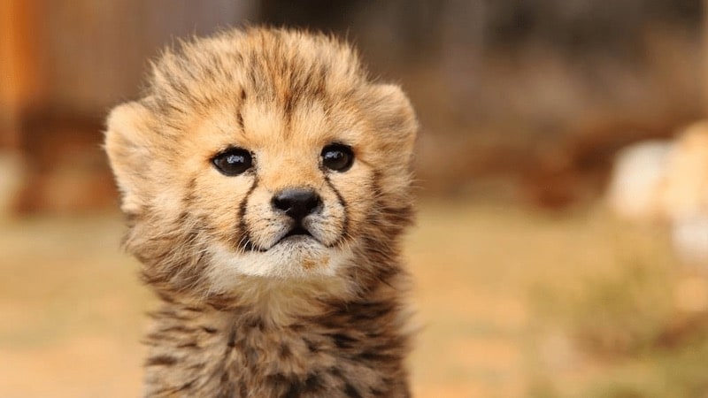 bebes-animaux-guepard-1-afrique-du-sud-decouverte