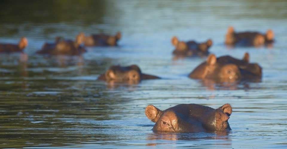 hippopotames-afrique-du-sud-decouverte