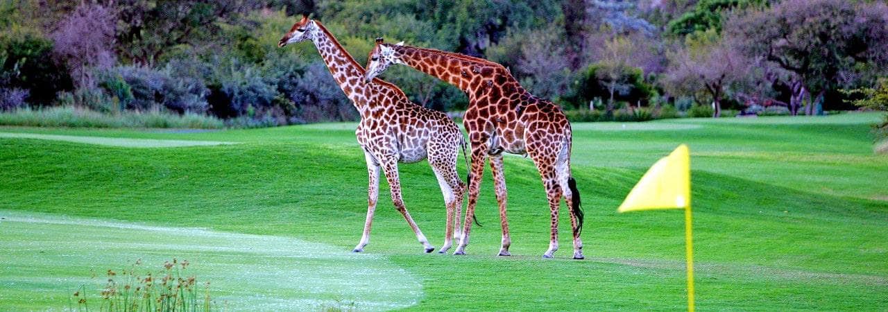 golf-giraffes-afrique-du-sud-decouverte