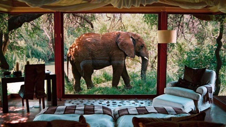 safari-hotel-elephant-afrique-du-sud-decouverte