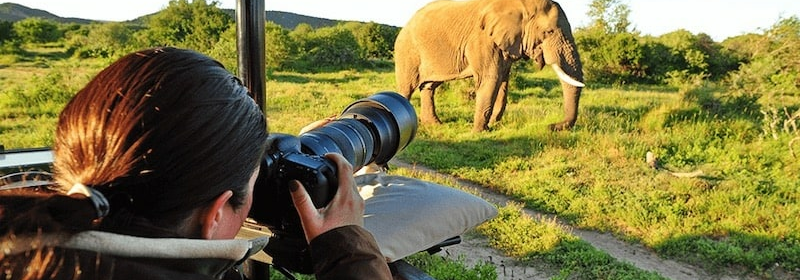 safari-photographie-afrique-du-sud-decouverte