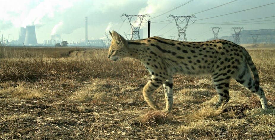 felins-serval-usine-afrique-du-sud-decouverte
