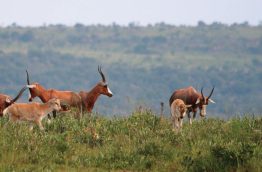 reserve-de-polokwane-antilope-afrique-du-sud-decouverte