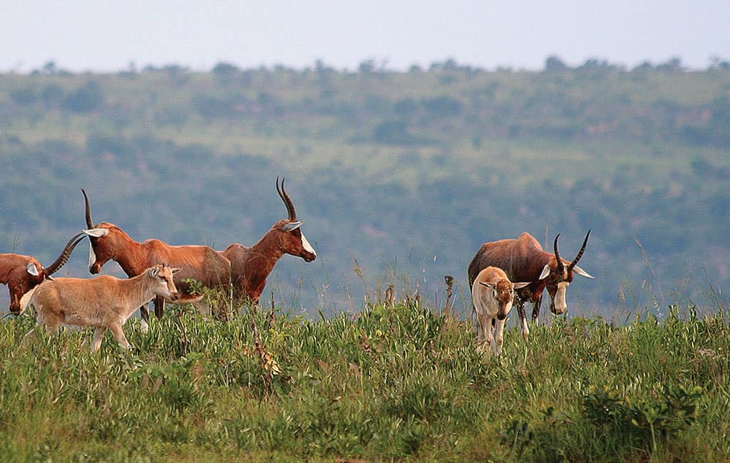 reserve-de-polokwane-antilope-afrique-du-sud-decouverte