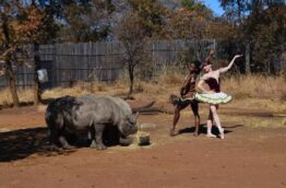 ballet-rhinoceros-afrique-du-sud-decouverte